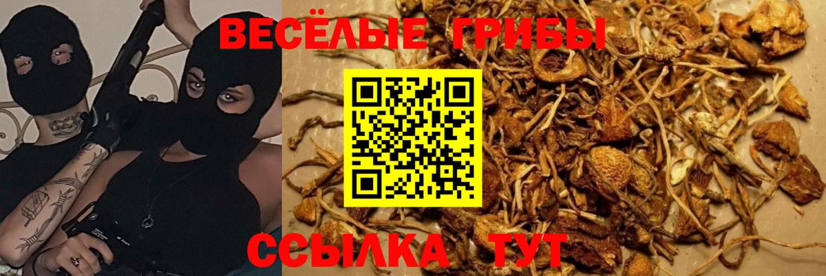 Красноуфимск  Галлюциногенные грибы Psilocybine cubensis  Вход с VPN 
